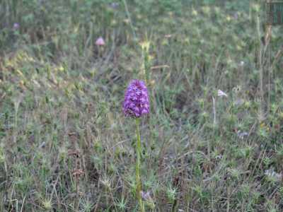 Lungo il sentiero notiamo graziose orchidee selvatiche di colore rosa...